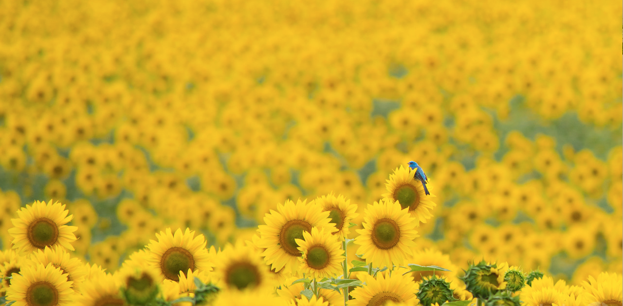 sunflower