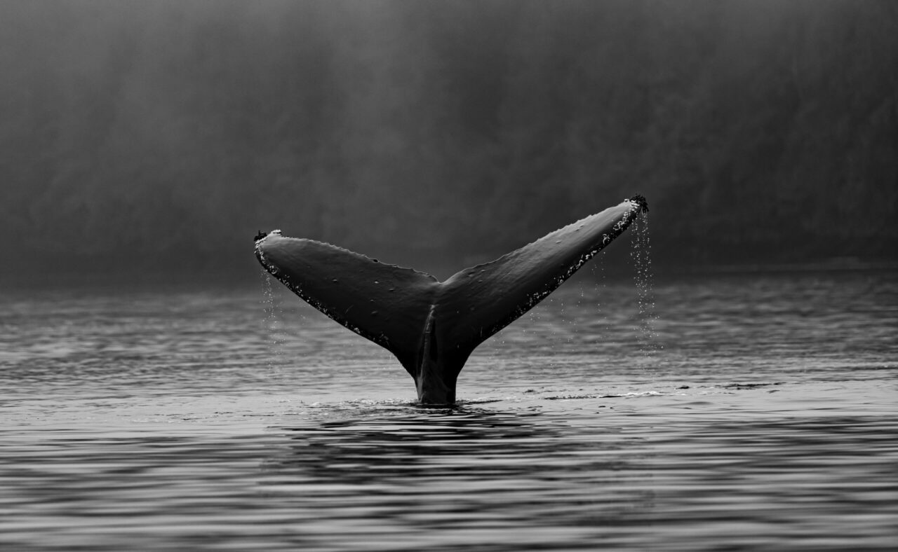 Eine Walflosse ragt aus dem Wasser heraus.