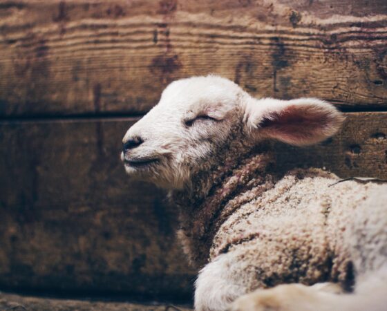 A Lamb Alone Goes Willingly